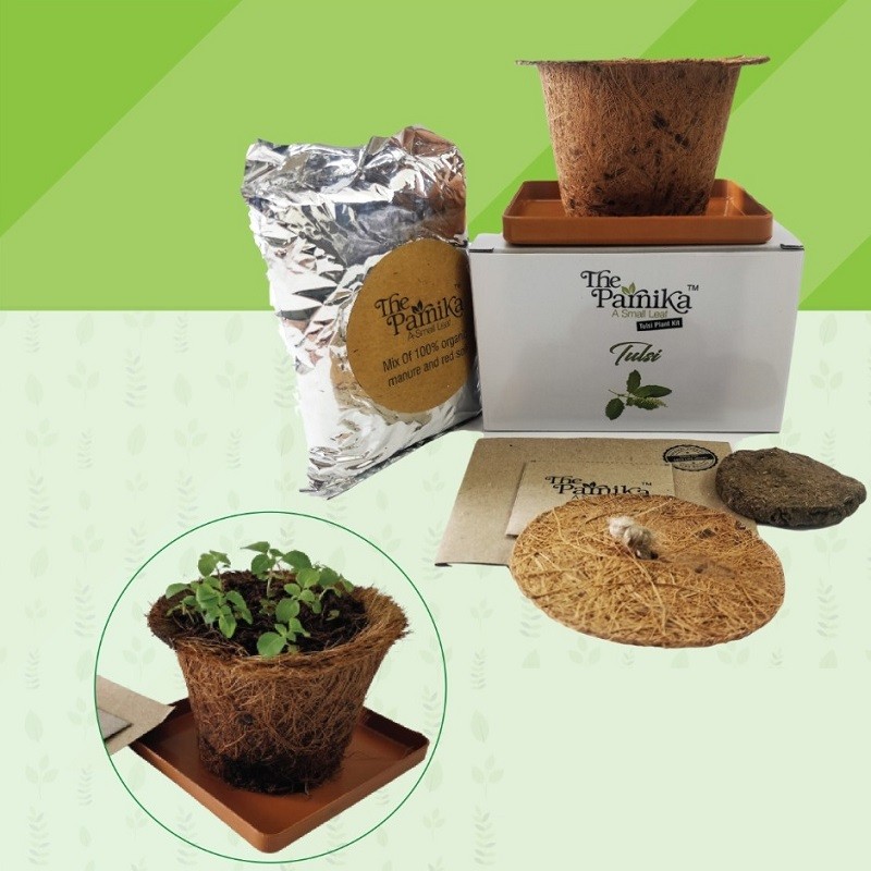 Tulsi Seed with Coco Pot