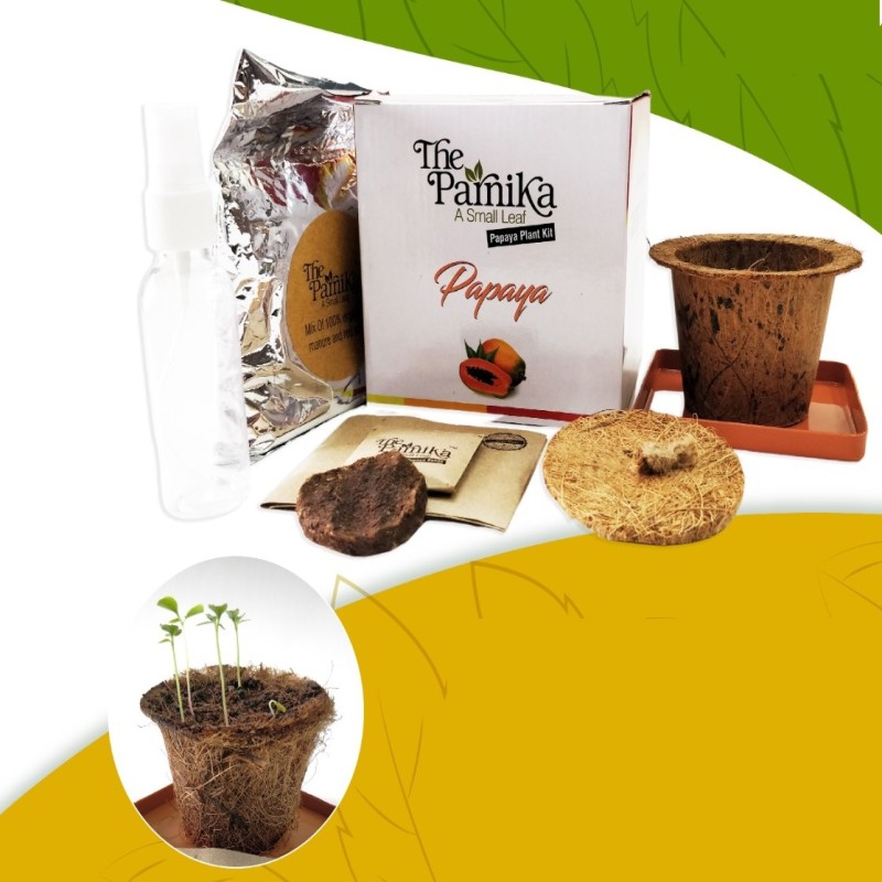 Papaya Seeds with Coco Pot