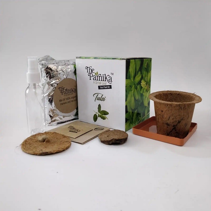 Tulsi Seeds with Coco Pot 1